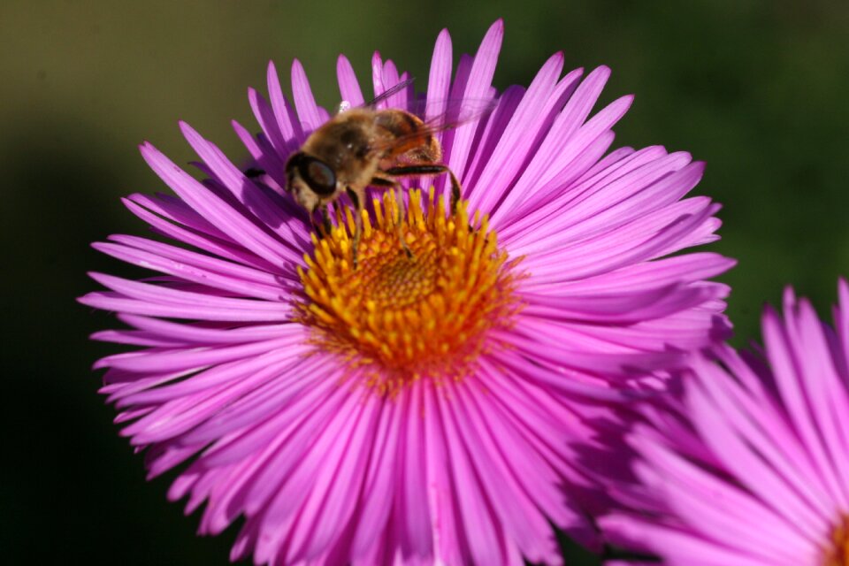 Marcinek bee rest