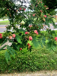 Mimosa Tree, Jefferson Street, Burlington, KY 