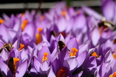Spring bee purple photo