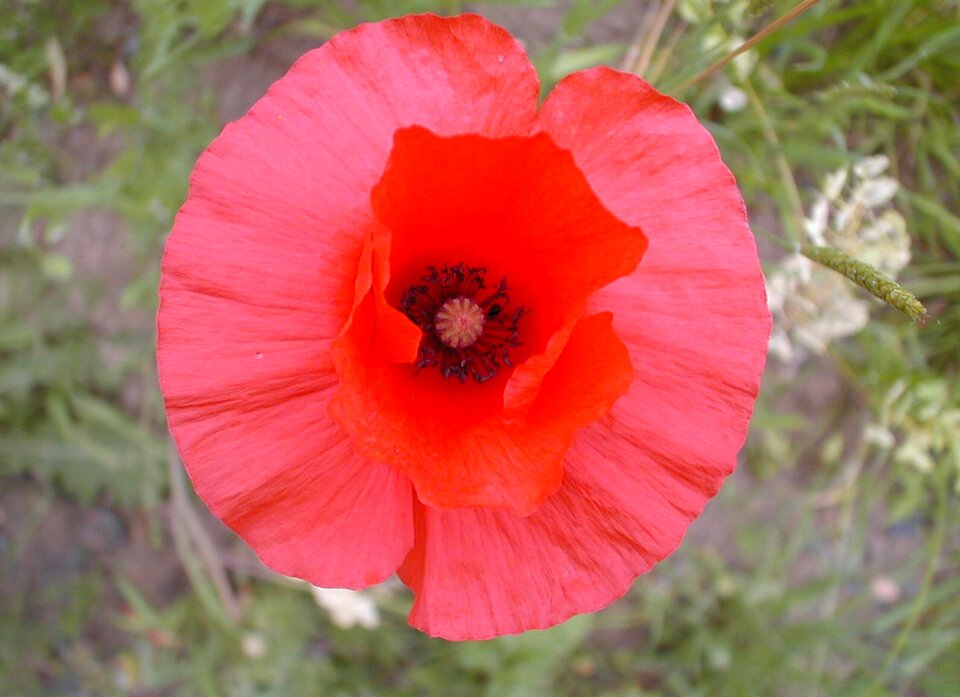 Flower red poppy close up