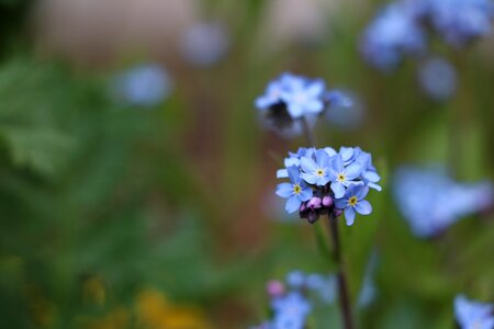 Bloom garden blue photo