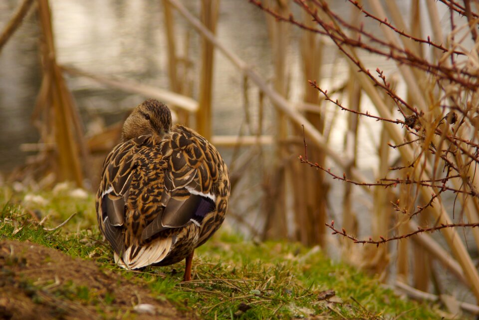 Water bird water meadow
