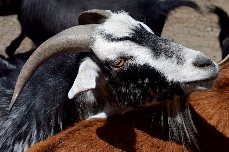 Horns close up head
