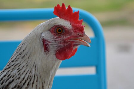 Nature animal domestic animal