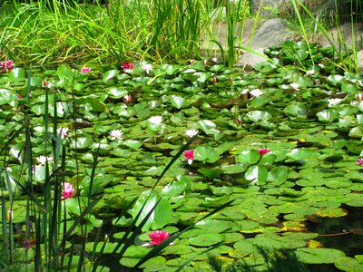 Lichen pond poland photo