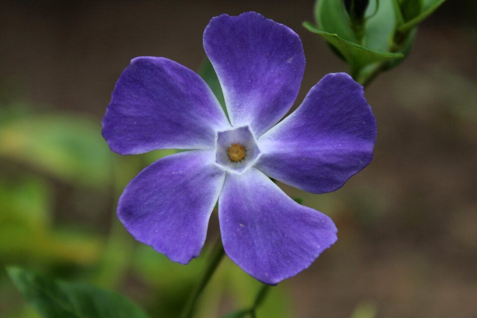 Blossom bloom purple