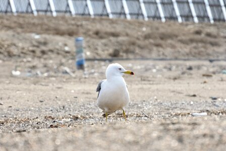 Sea gull seagull young bird photo