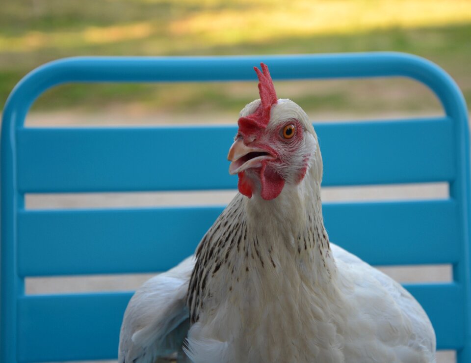 Laying hens white farm photo