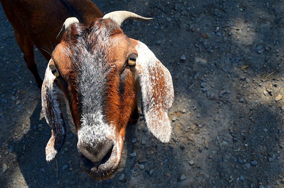 Horns close up head
