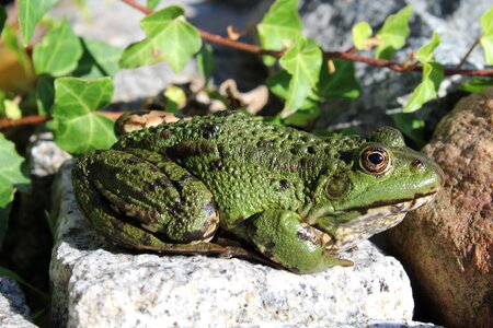 Amphibian green frog pond photo