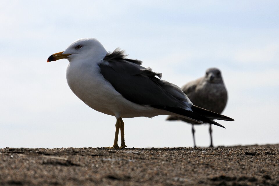 Beach sand sea gull