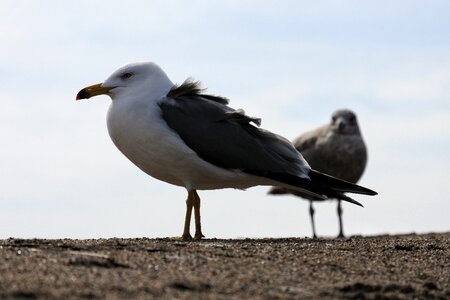 Beach sand sea gull photo