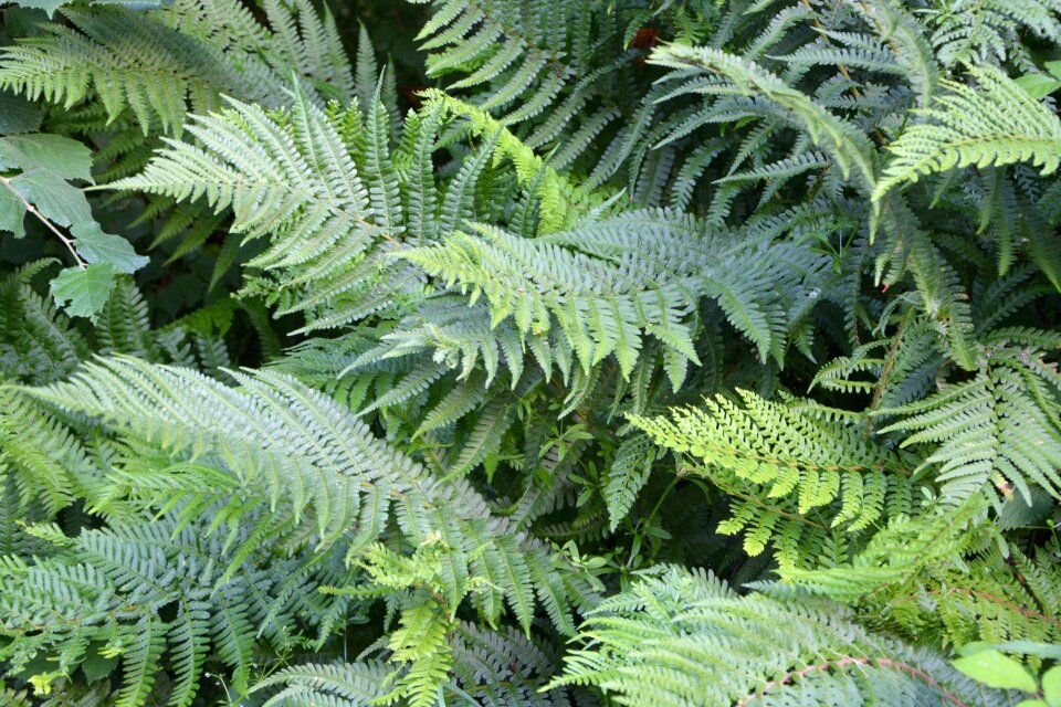 Nature forest vegetation
