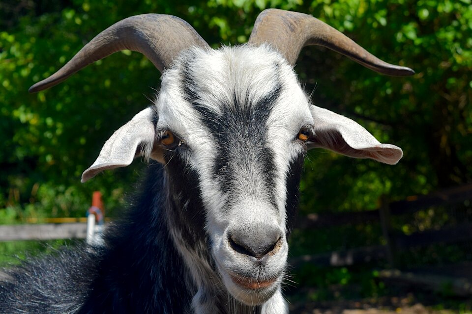Horns close up head
