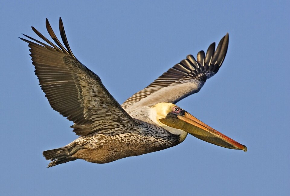 Wildlife nature icon