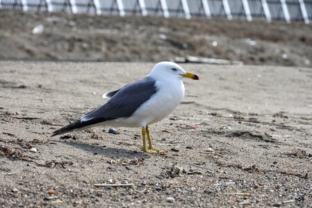 Sand sea gull seagull