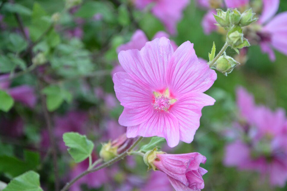 Botany flowering color pink