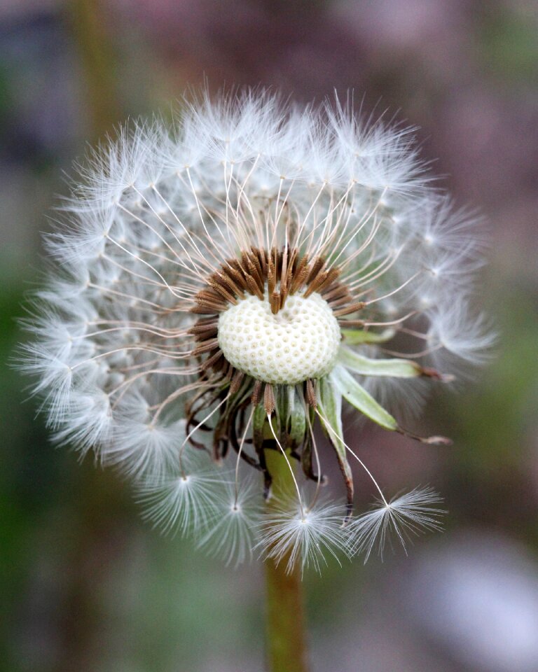Seed head lawn fluffy