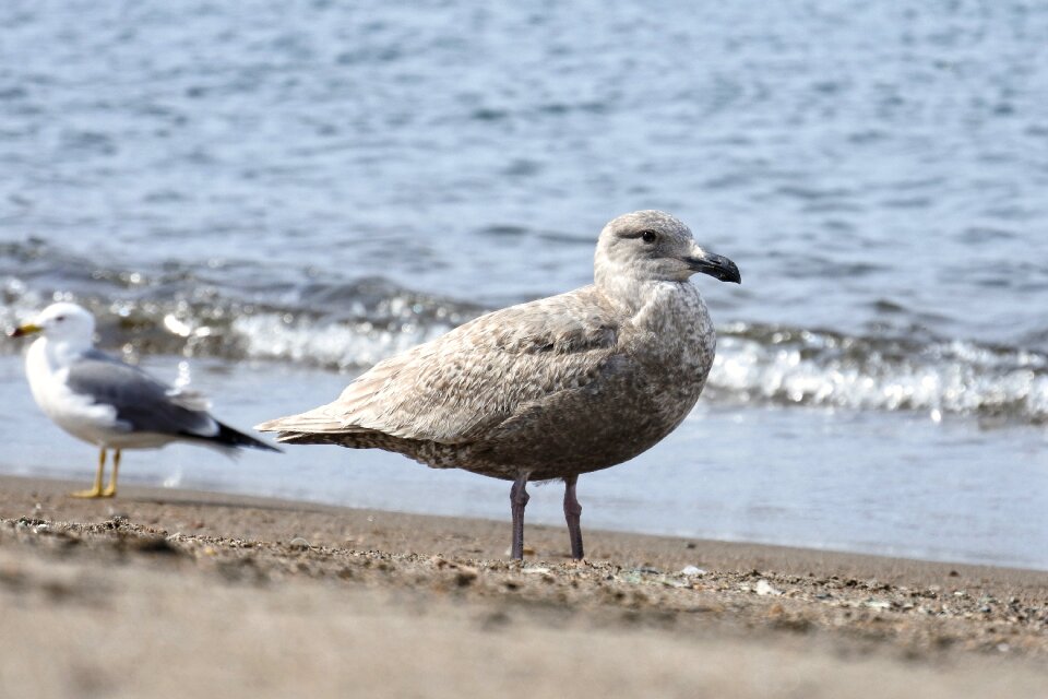 Wave sea gull seagull