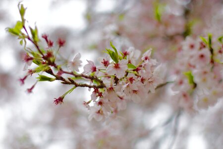 Sakura japan flower photo