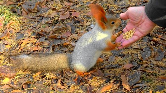 Rodent fur in the park