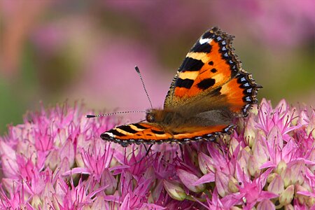 Little fox aglais urticae pink flower photo