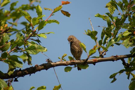 Bird brown spring