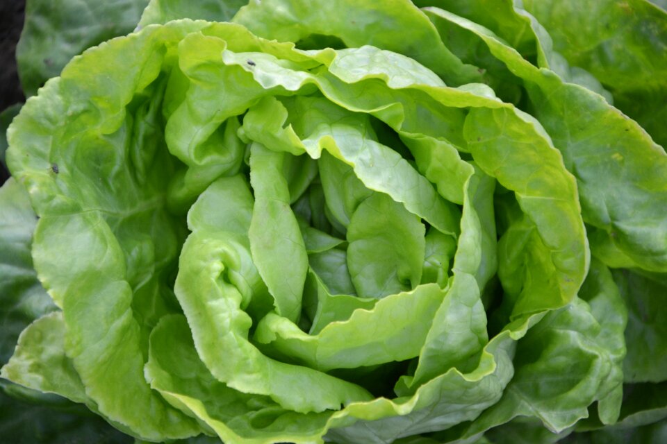 Garden salad plants