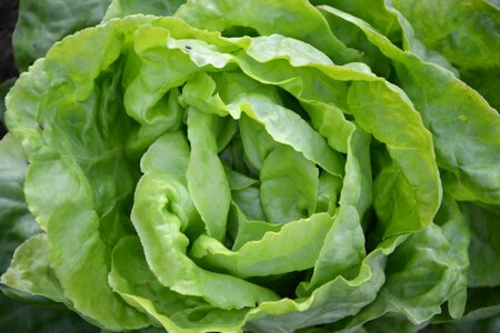 Garden salad plants
