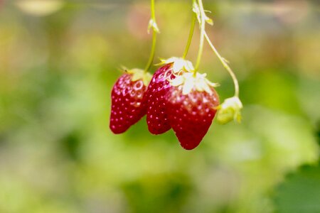 Strawberry japan buffet