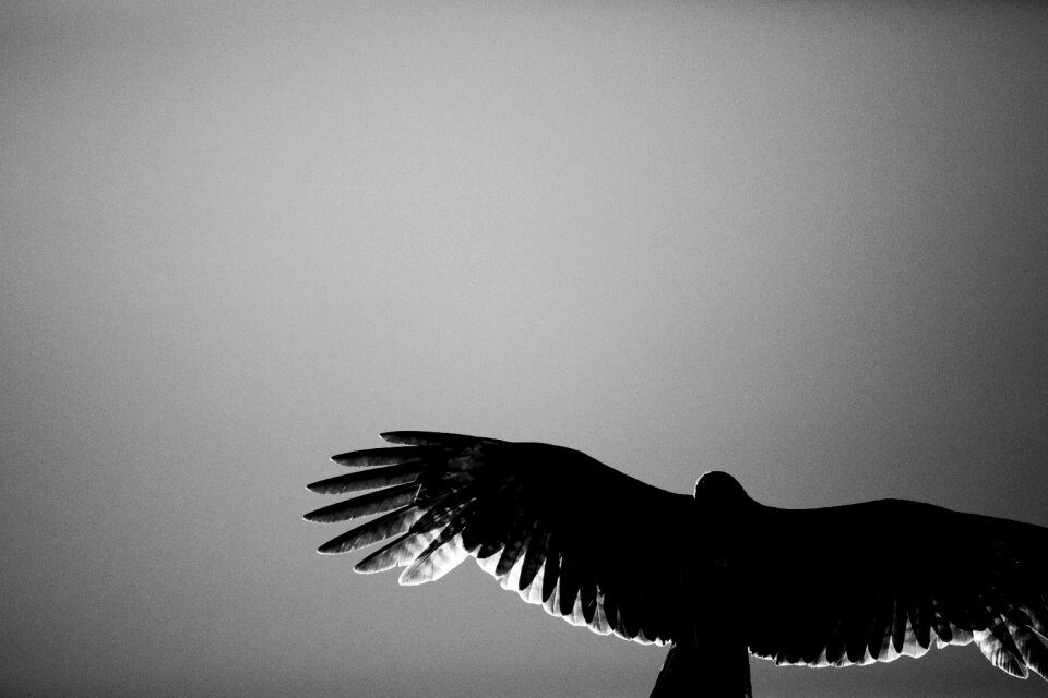 Black and white backlight animal