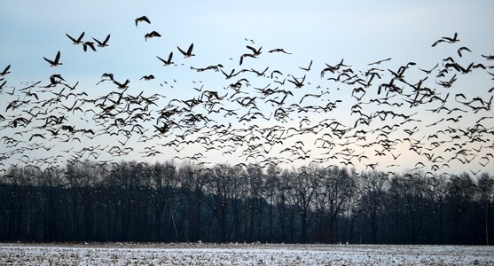 Snow migratory birds swarm photo