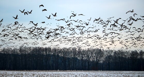 Snow migratory birds swarm