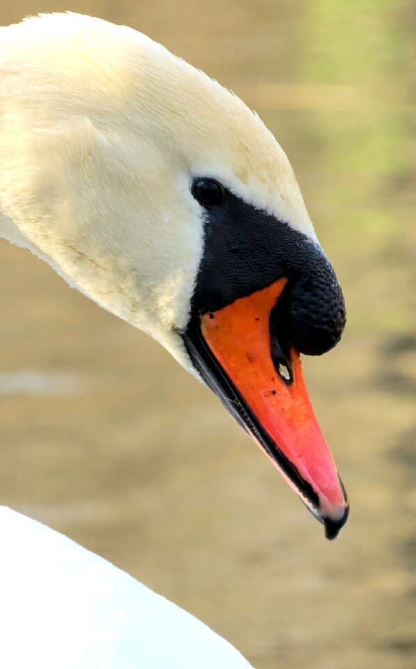 Feathers water estuary