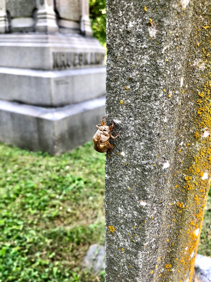 Cicada Exoskeleton, Linden Grove Cemetery, Westside, Covin… 