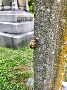 Cicada Exoskeleton, Linden Grove Cemetery, Westside, Covin… 