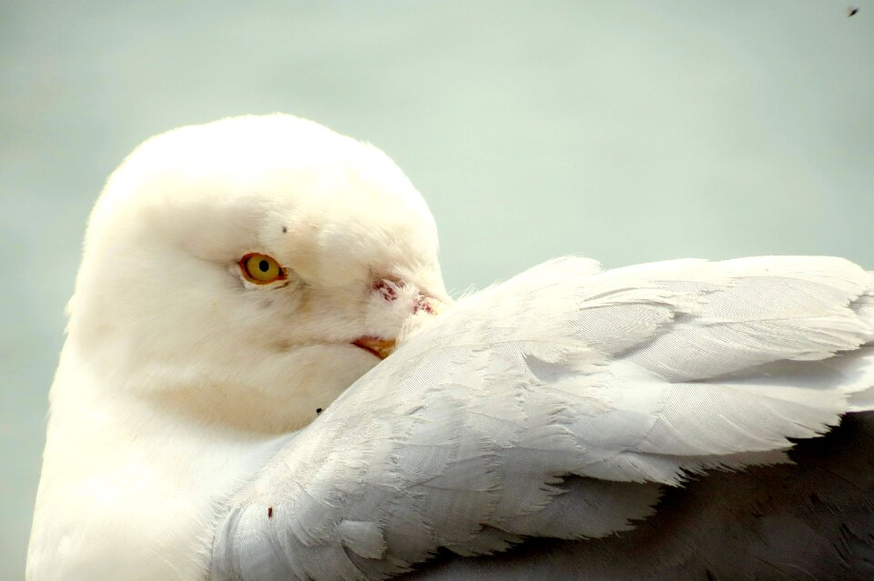Feathers herring gull
