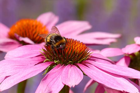 Bombus buerokratus flower pink