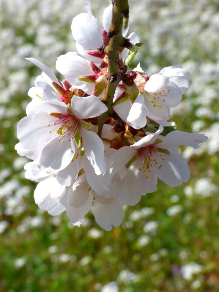 Flowery branch florir flowering