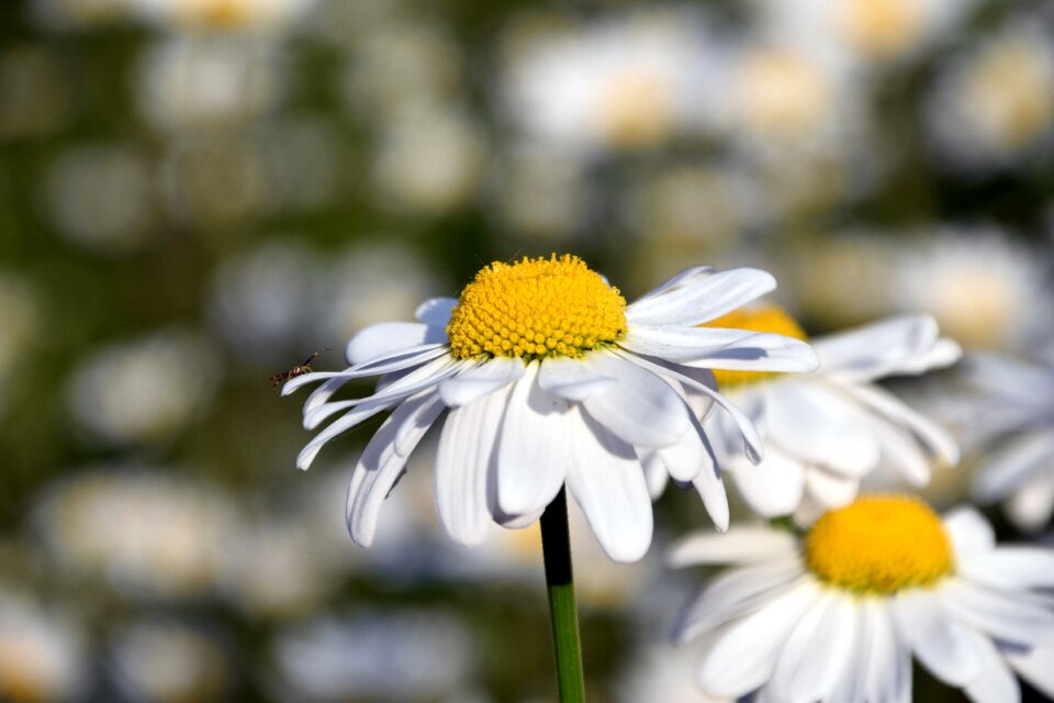 Summer flower bloom