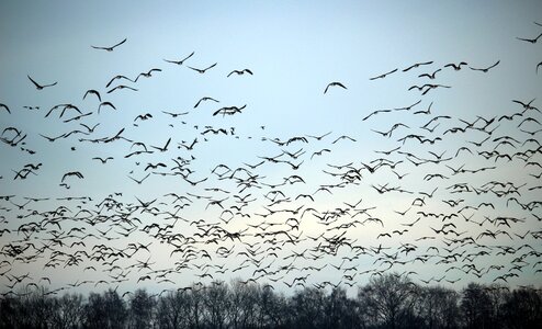 Migratory birds swarm geese photo