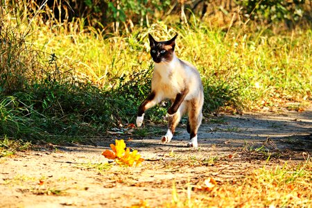 Breed cat siamese siamese cat photo