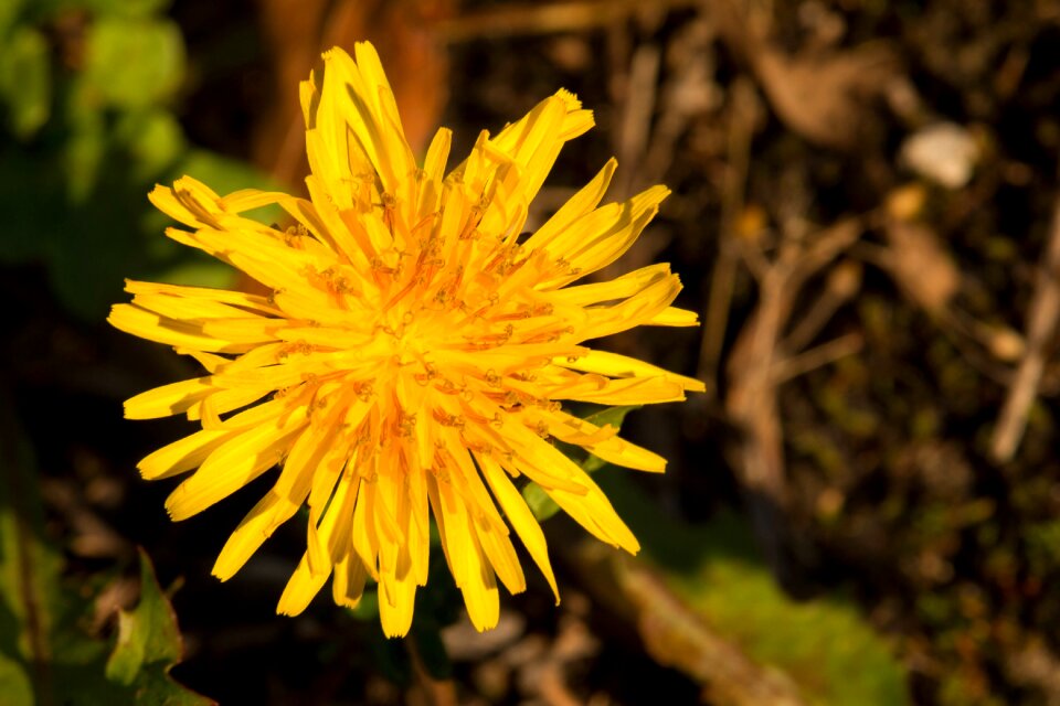Autumn yellow flowers close up