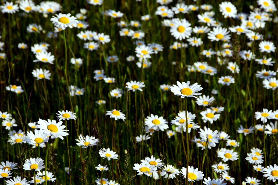 Summer flower bloom