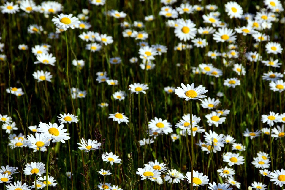 Summer flower bloom photo