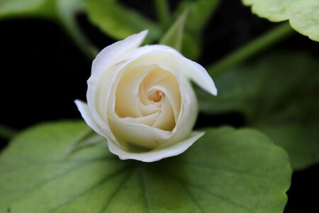 Plant nature white rose