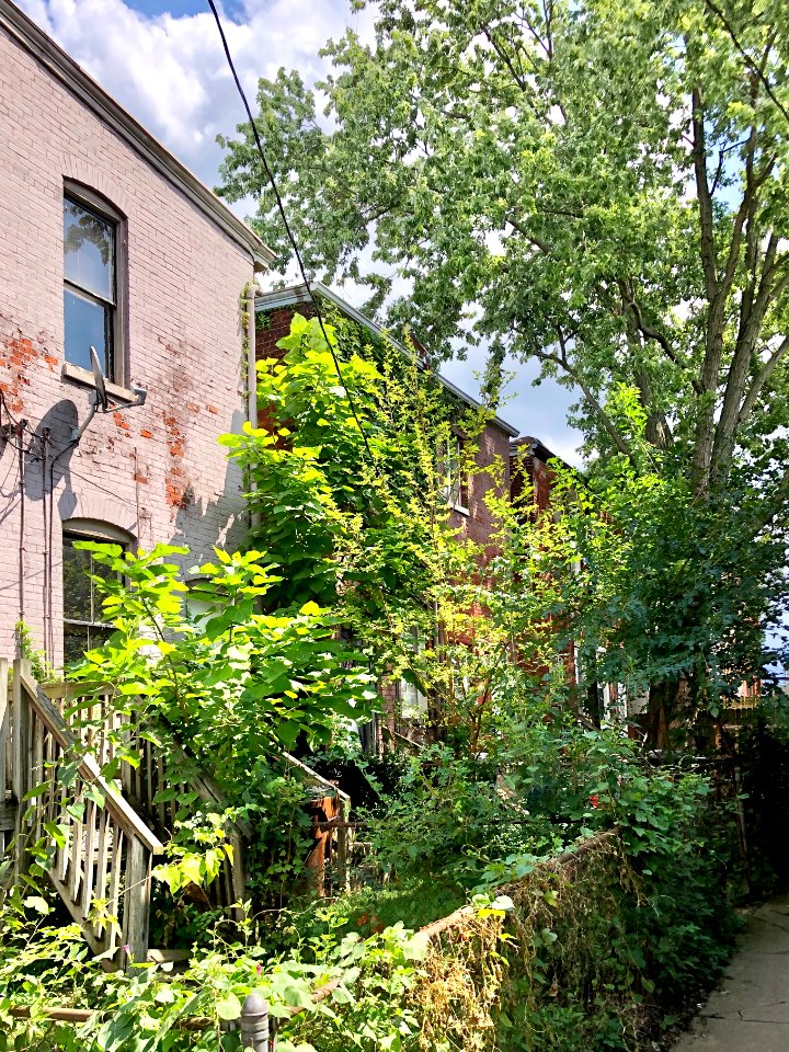 Madison Avenue, Historic West 15th Street, Helentown, Covi… 