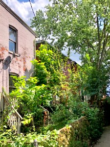 Madison Avenue, Historic West 15th Street, Helentown, Covi… 