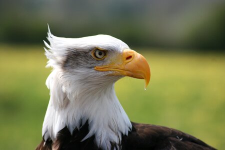 Eagle close up sanctuary