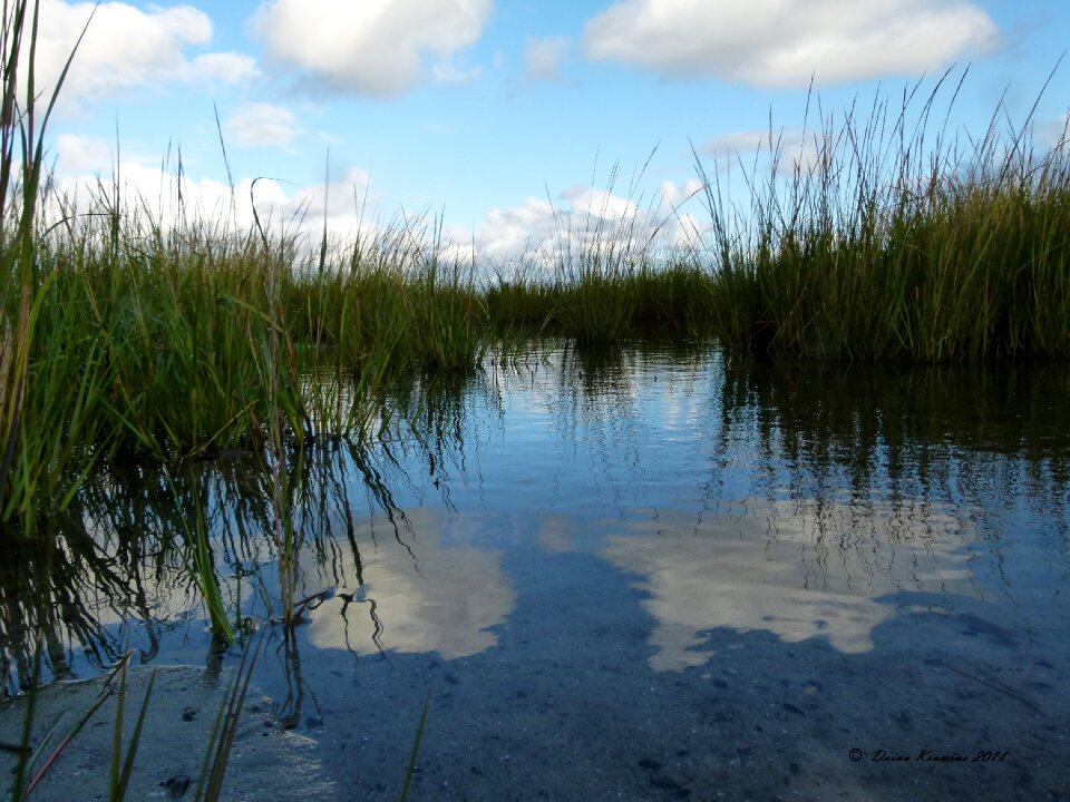 Weeds saltwater nature